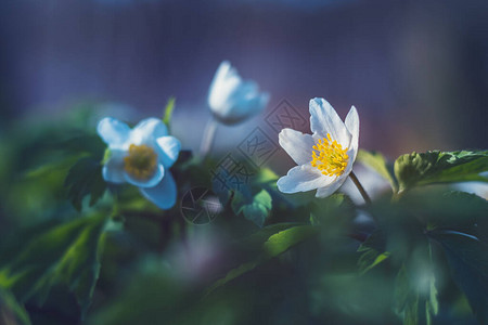 Anemonenenemorosa白花和绿图片