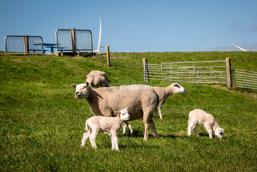 荷兰羊群和羊群在IJsselmeer湖旁的达图片