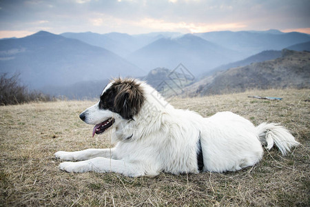 户外美丽的白色牧羊犬肖像图片