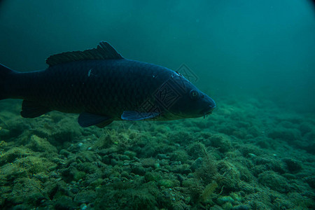 鱼类摄影水摄影澳洲湖野生物等水背景图片