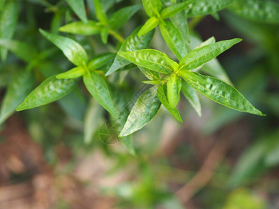 药王孙思邈泰国草本苦药王背景