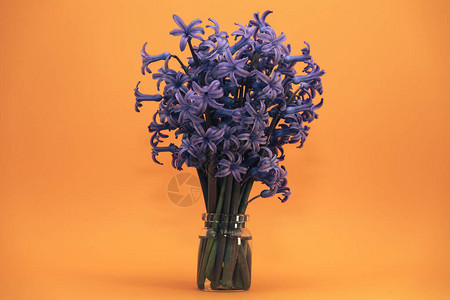 黄色背景的花瓶里美丽的紫色风信子花图片