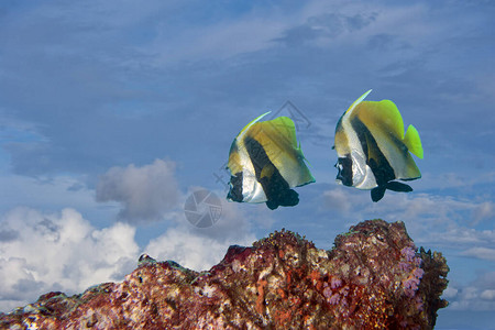 两只黄油天使鱼在天空背景下飞翔图片