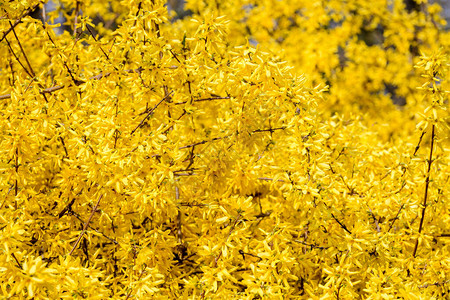 Forsythia植物又称复活节树的大片黄花丛背景图片