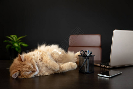 猫用膝上型电脑智能手机和一些笔背景绿色植物以及复制空间睡在家庭办公图片