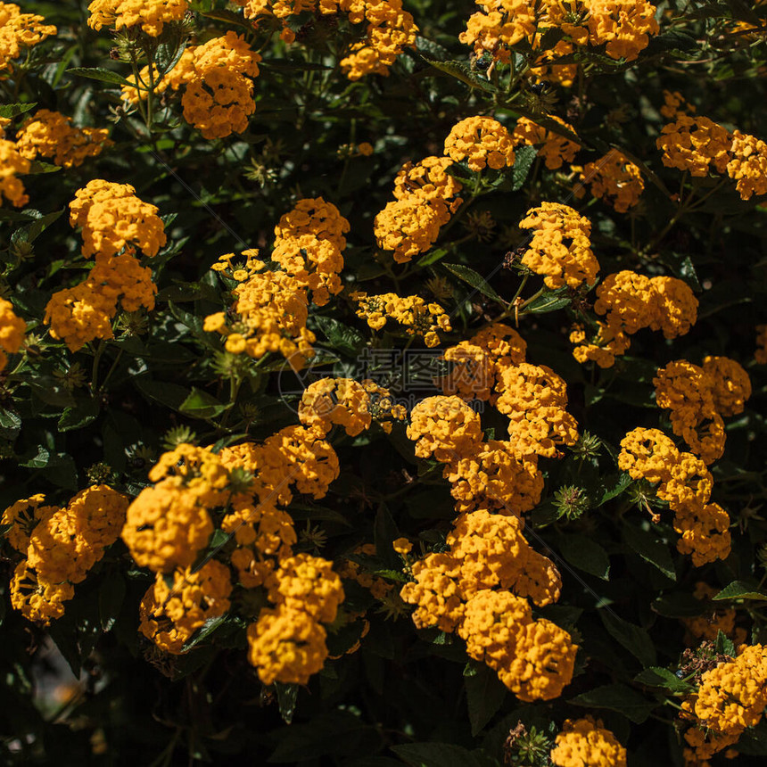 秋天的橙色花丛花卉背景或纹理图片