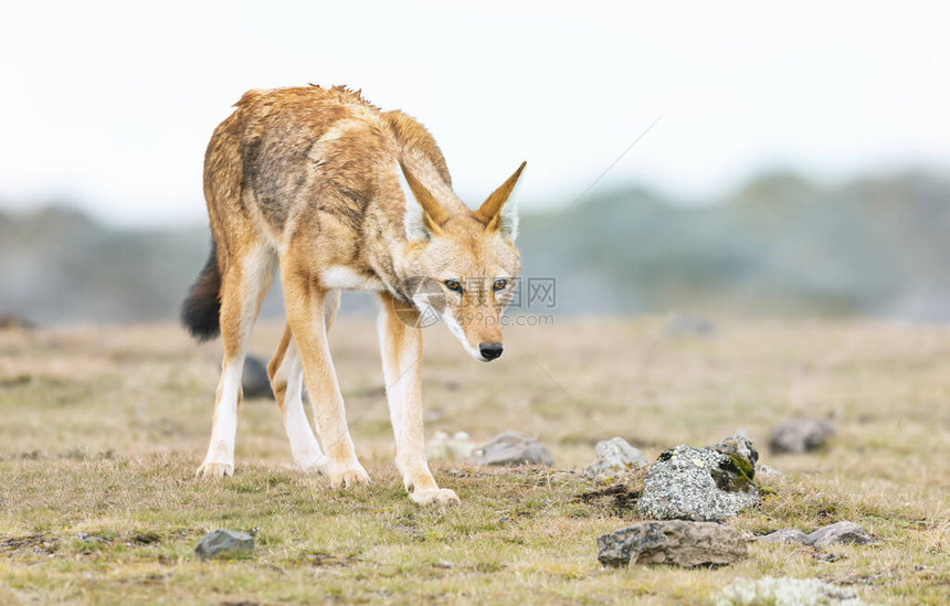 在埃塞俄比亚巴勒山高原的一头稀有和濒危的埃塞俄比亚狼Canissimen图片