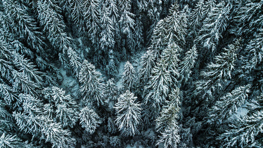 冬季雪叶森林喀尔巴阡山脉乌图片