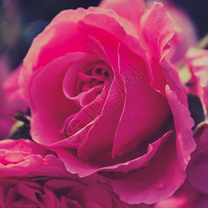 阳光下粉红玫瑰的方形彩色照片图片