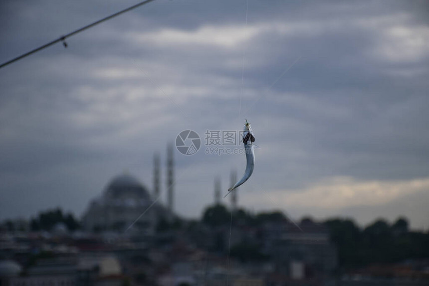 Suleymaniye鱼身后面的天线挂钩背景的Suleymani图片