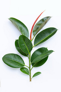 白色背景上的绿色橡胶植物叶子图片