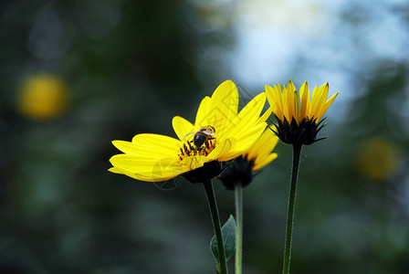 春天一只蜜蜂在黄色的花朵上图片
