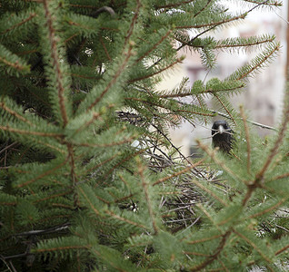 喜鹊在枞树上筑巢图片
