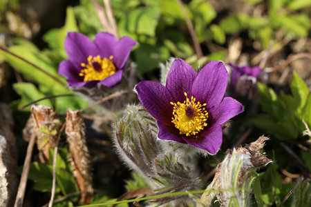 美丽的紫色花朵东方Pulsatillapatenspasque图片