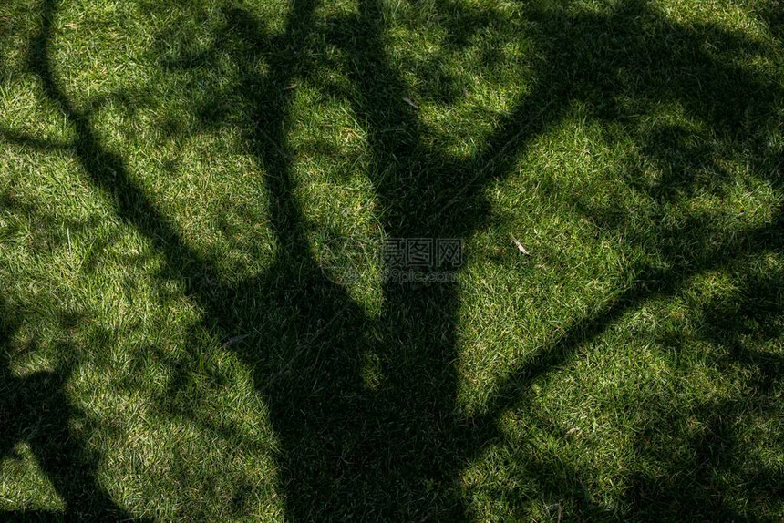 草背景上的阴影树图片