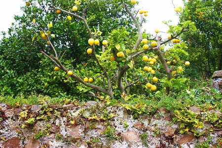 西班牙老村的柠檬树图片