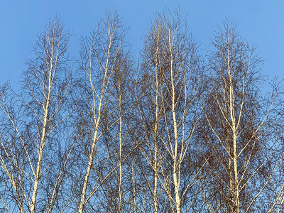 蓝天对面的年轻树枝顶部森林里的图片