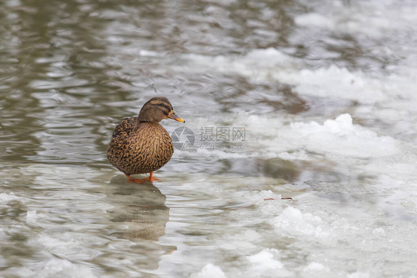 结冰的池塘上的美丽鸭子图片