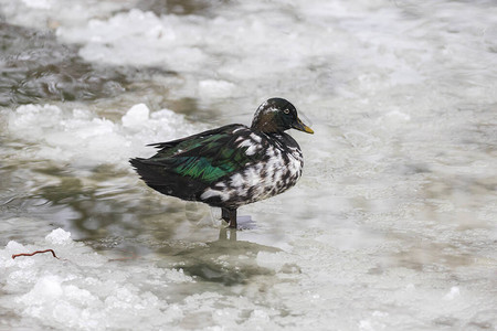 鸭子站在结冰的池塘的冰上图片