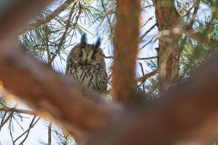 Asiootus长耳猫头鹰一只猫头鹰坐在树冠图片