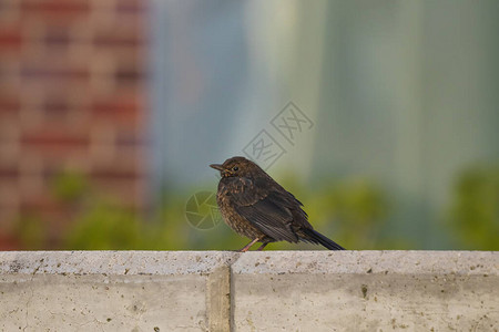 Blackbird坐在水泥墙上的图片