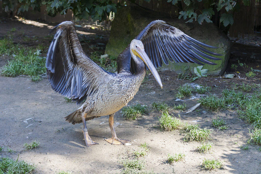 Pelican佩利肯太阳天气晴朗时在草地上站立着翅膀伸展图片