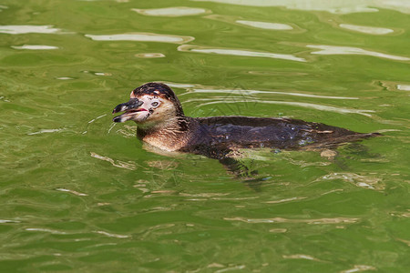 企鹅在水中游泳绿色背景图片