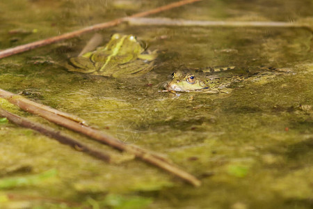 Bufobufo青蛙在水中图片