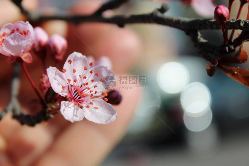 春天的桃花开图片