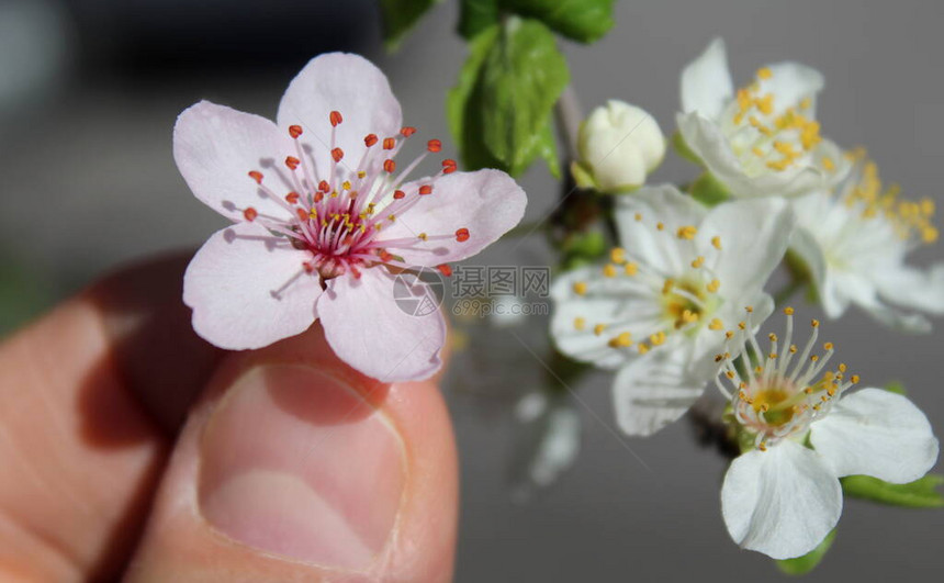 春日乡间桃花图片