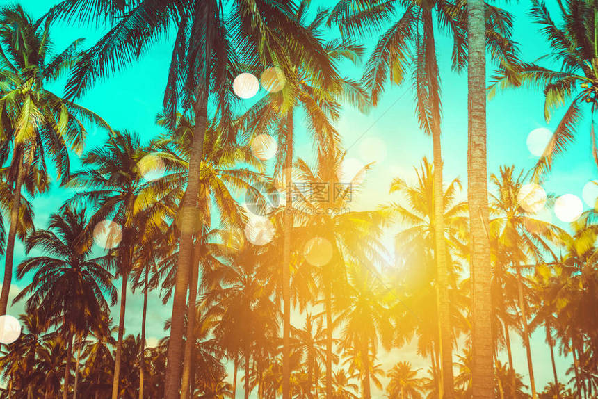 日落时的热带棕榈椰子树天空闪耀和图片