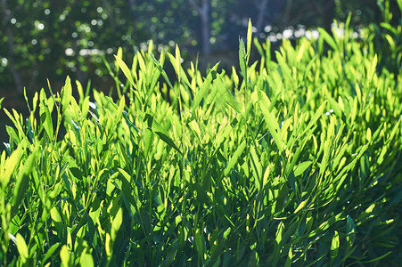绿色叶子有树木的植物围栏有阳光的自然栅栏图片