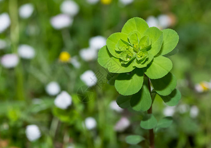 药用野生植物高清图片