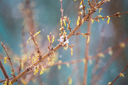 去年冬雪下春暖花开图片