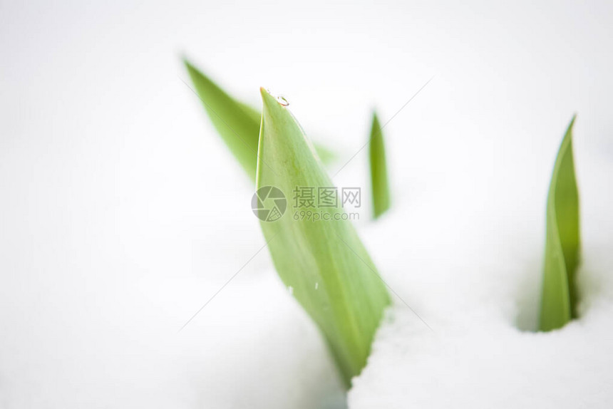 去年冬雪下春暖花开图片