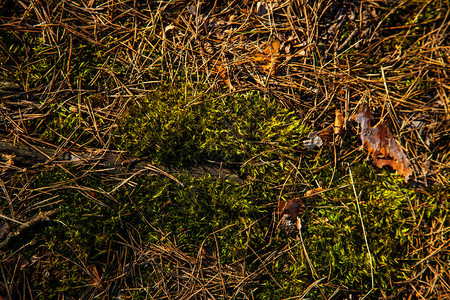 干草苔藓和树叶背景纹理图片