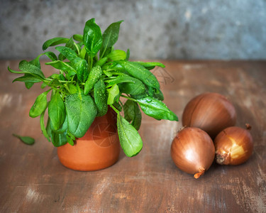 在一个粘土锅中的小菠菜和一块洋葱滑动在木制棕色桌上图片