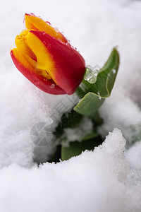 新鲜雪的红色郁金香图片