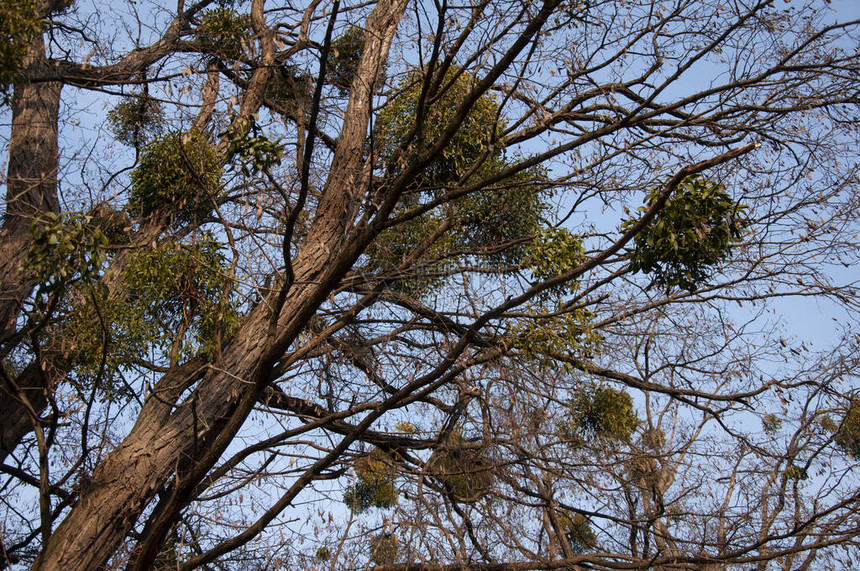 春天蓝背景下槲寄生的高大树木图片