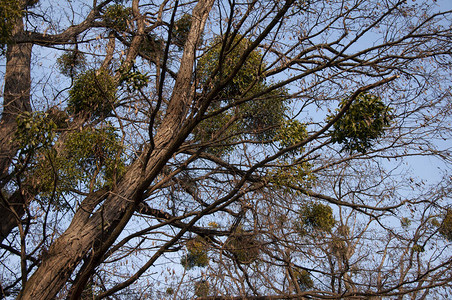 春天蓝背景下槲寄生的高大树木背景图片