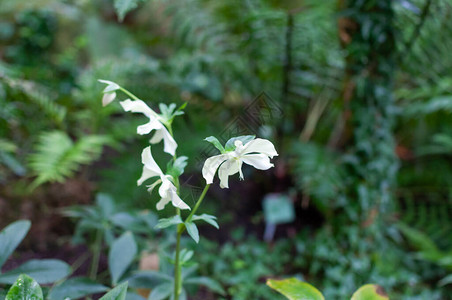 花园里的白鹤望兰植物开花图片