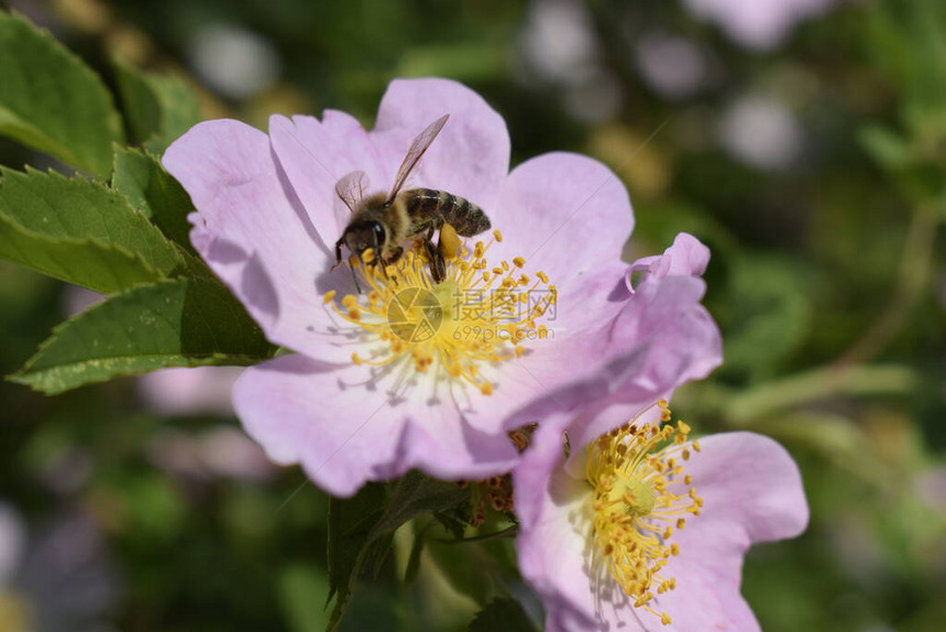 蜜蜂ApisMellifera正在丛林狗玫瑰的白花上采集花粉拉丁罗莎犬图片