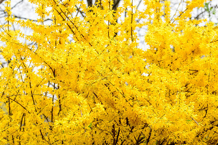Forsythia植物又称复活节树的大片黄花丛背景图片