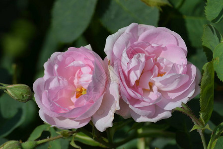 夏日花园中两朵大而精致的浅粉色玫瑰盛开和小花朵的特写图片