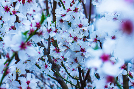 春天的樱花春天树上的白花图片