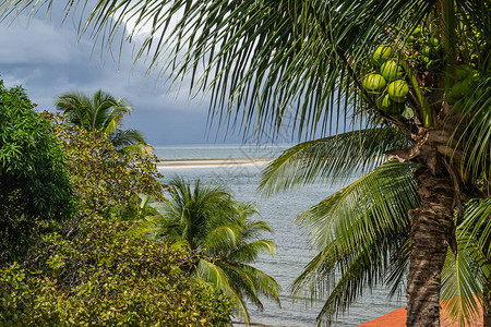 巴西海滩巴西伯南布哥州皮廷布Pitimbu的PontadePe图片