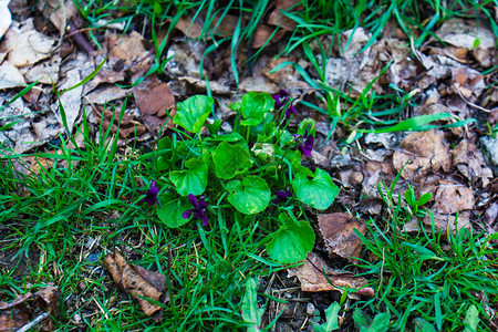 地上的紫花绿叶图片