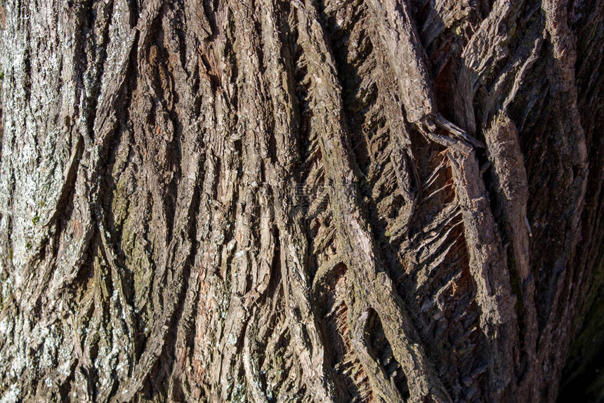在林登树干上贴近的自然纹图片