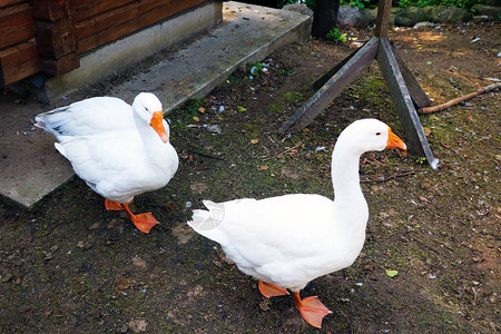 两只白鹅也称为家鹅用于家禽或鸡蛋图片