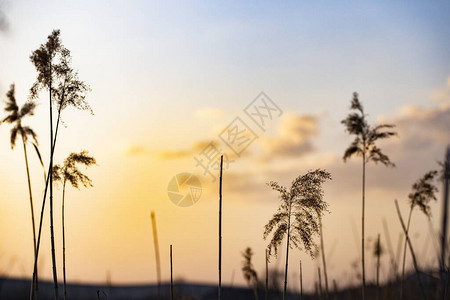 日落自然背景下的干手杖图片